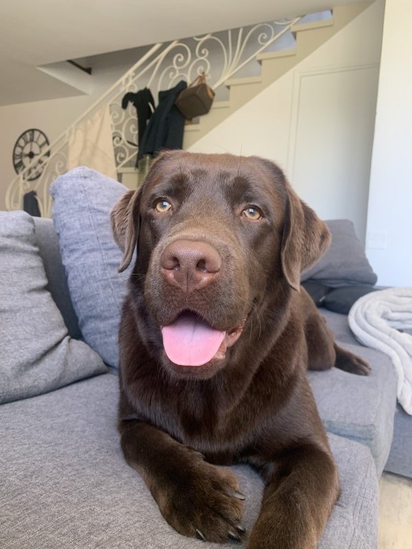 Andel - Labrador Retriever à Créhen