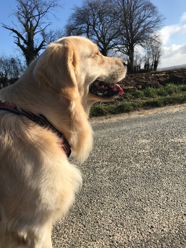 Nalco - Golden Retriever à Saint-Omer