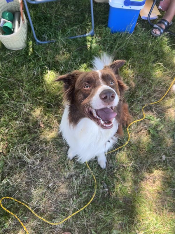 Aslan - Border Collie à Beaulon