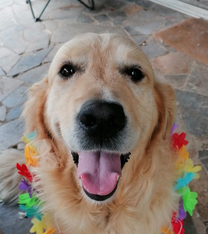 Nessa - Golden Retriever à Lannemezan