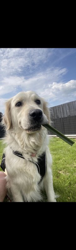Royce - Golden Retriever à La Tour-du-Pin