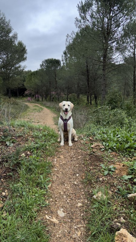 Apy - Labrador Retriever à Saint-Clément-de-Rivière