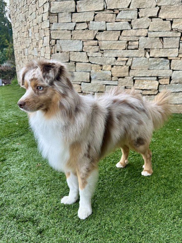 Milo - Berger Australien à Combre