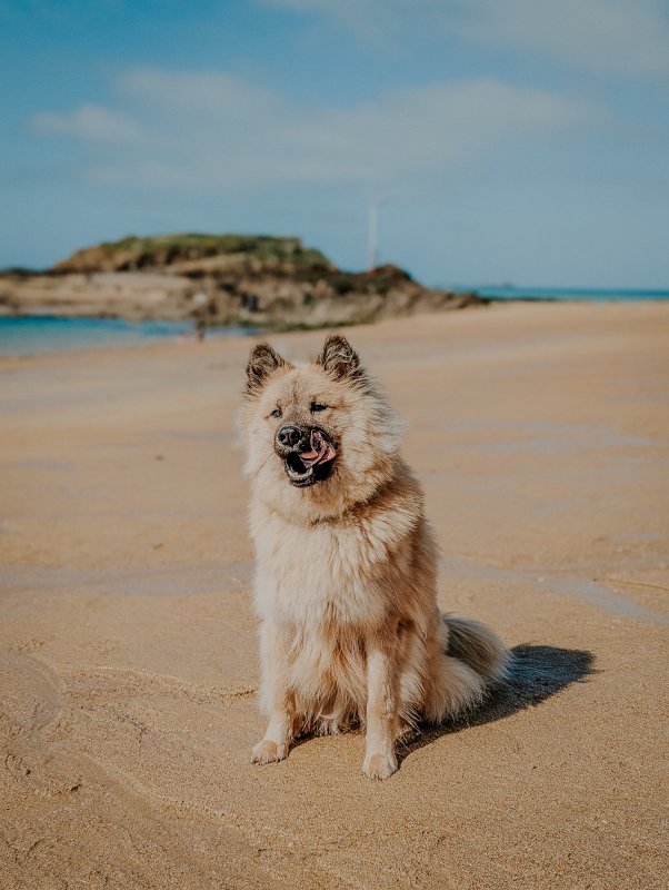 Vicky - Eurasier à Logelheim