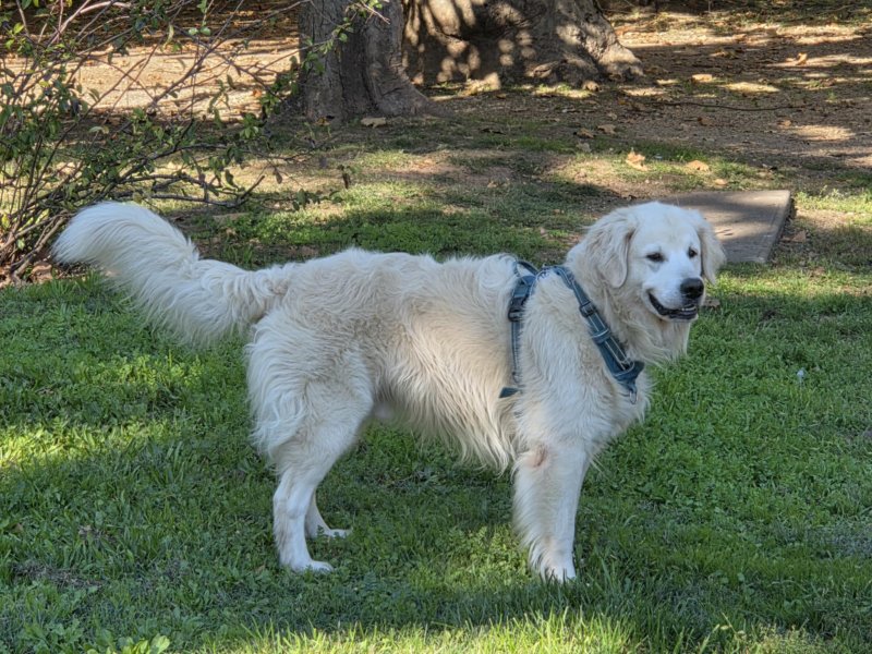 Rio - Golden Retriever à Périgueux