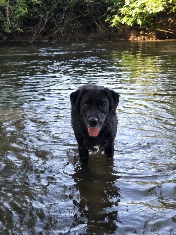 Gaïa - Croisé Labrador à Périgueux