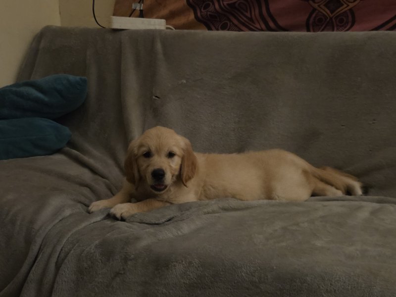 Ganesh - Golden Retriever à Périgueux