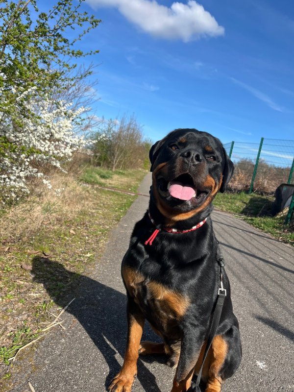 Thor - Rottweiler à Turckheim