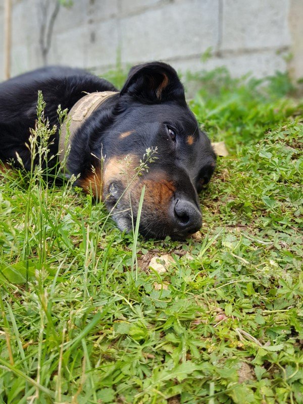 Jaïka - Berger de Beauce (Beauceron) à Dampierre-et-Flée