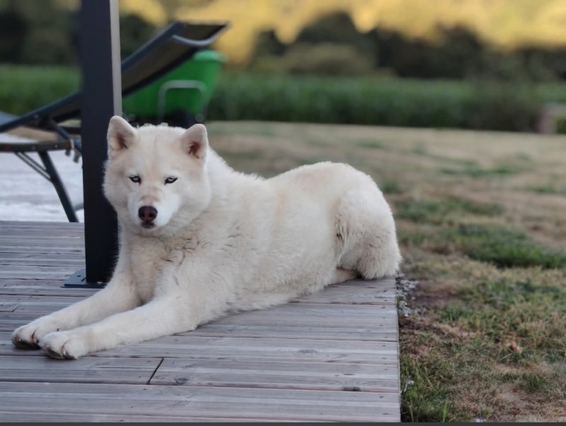 Mistinguette - Husky Sibérien à Boqueho