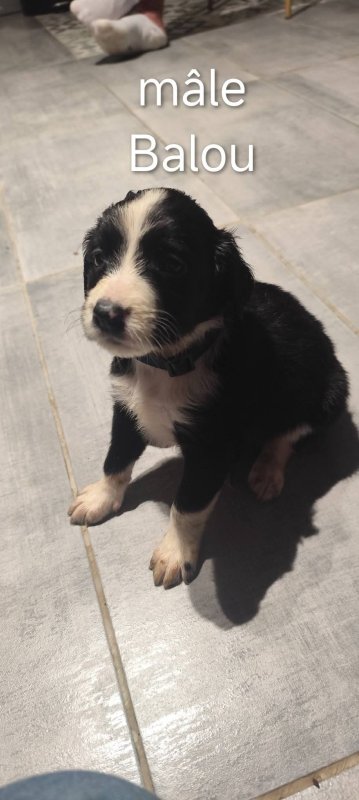 Balou - Croisé Épagneul à Molsheim