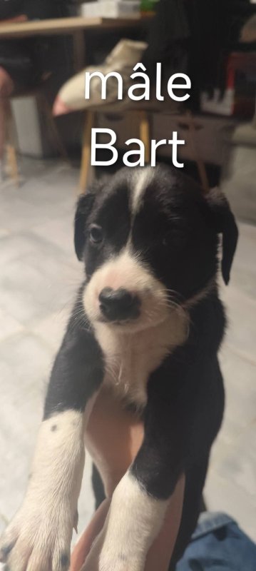 Bart - Croisé Épagneul à Molsheim