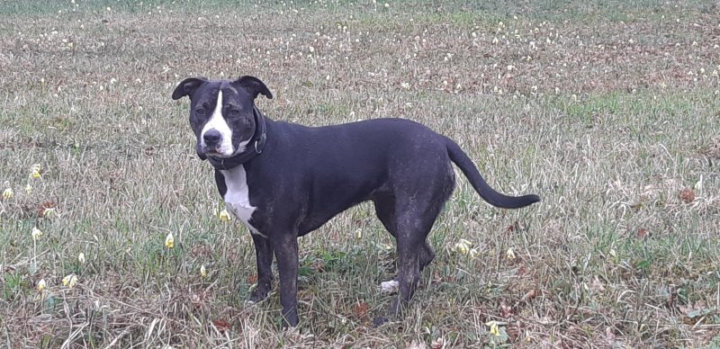 Vaya - American Staffordshire Terrier à Mutzig