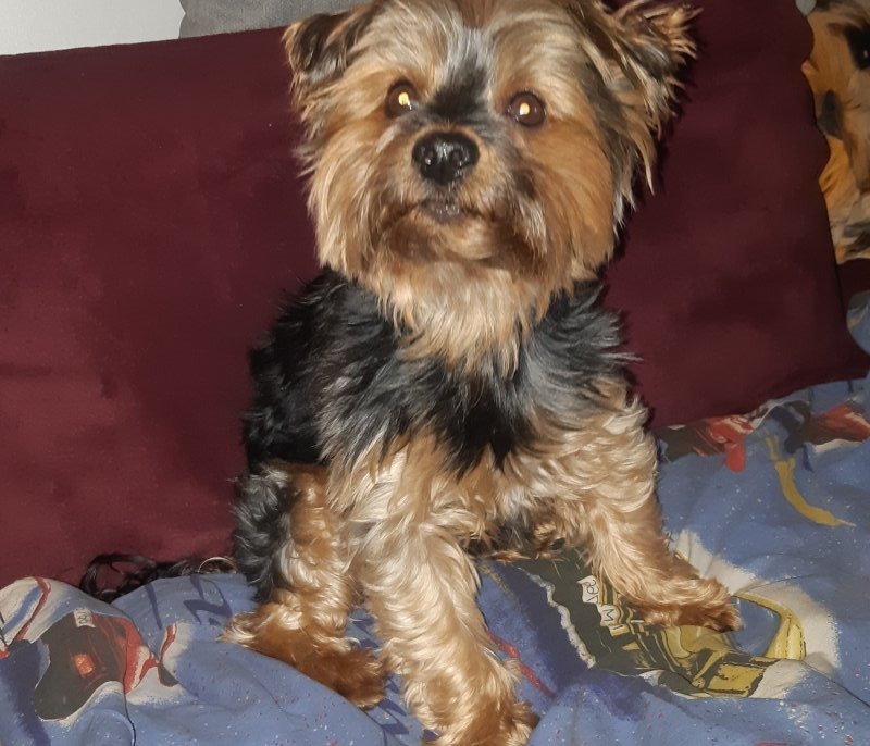 Marty - Yorkshire Terrier à Mutzig