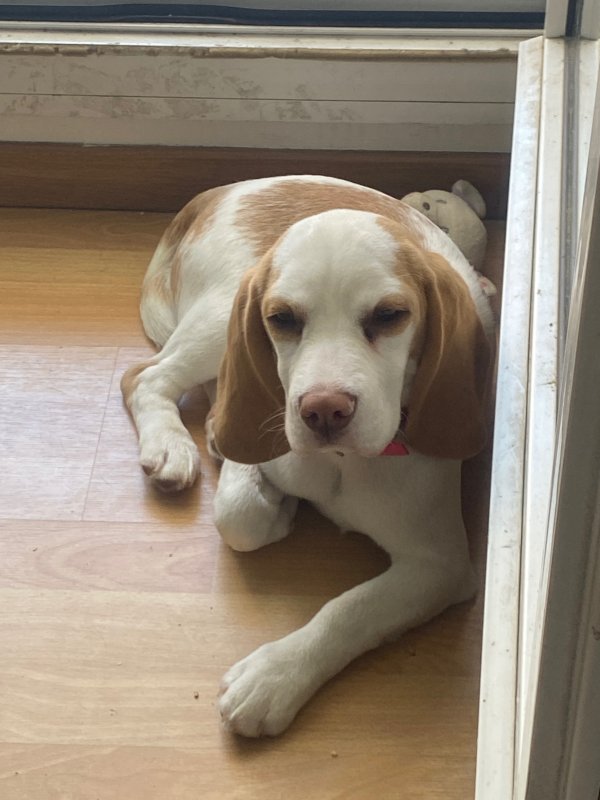 Arthémis - Beagle à Strasbourg