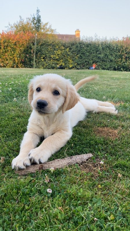 Baïka - Golden Retriever à Sens-de-Bretagne