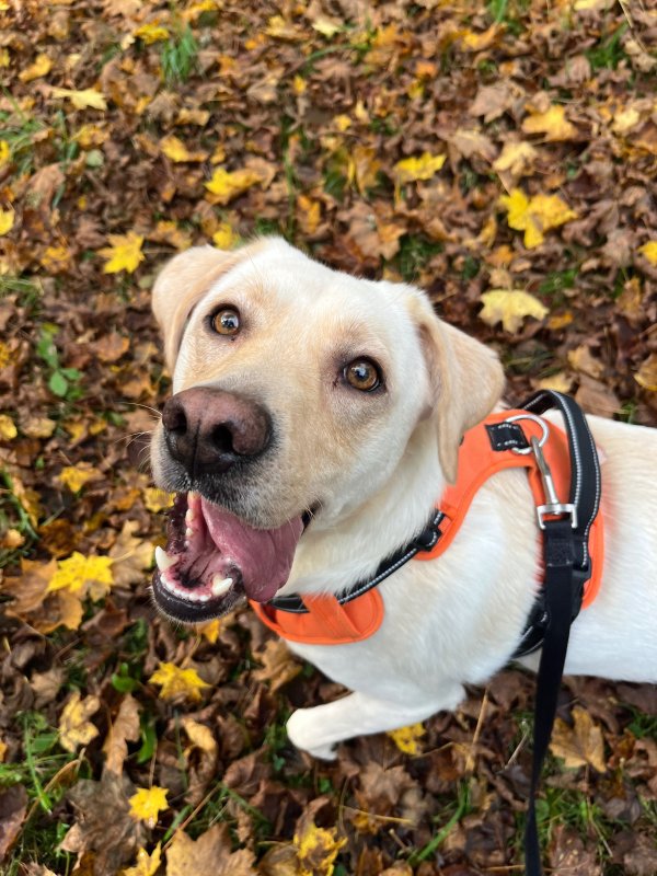 Pirate - Labrador Retriever à Limoux