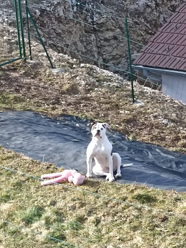 Orka - Bouledogue Américain à Le Poizat