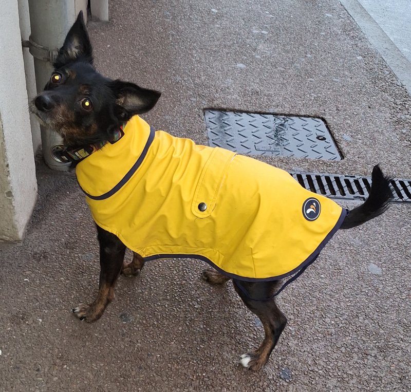 Buffy - Pinscher Nain à Sète