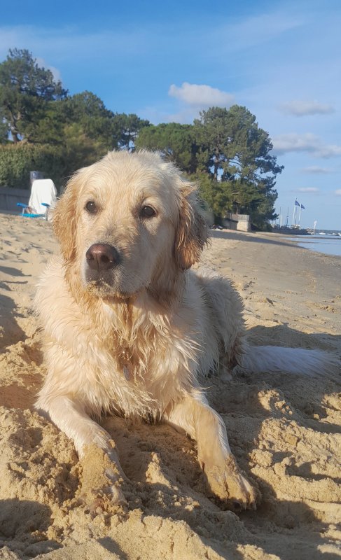 Viva - Golden Retriever à Lège-Cap-Ferret