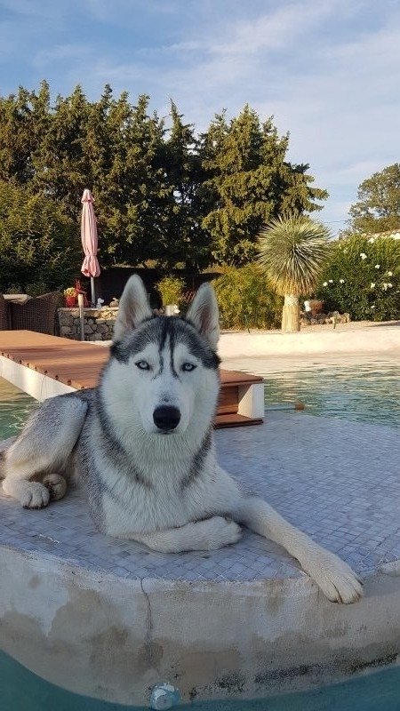 Tyna - Husky Sibérien à Frontignan