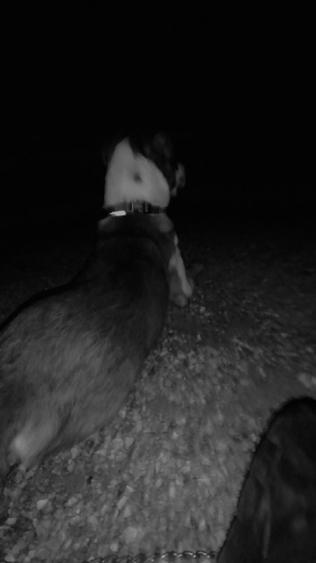 Maëno - Border Collie à Saint-Geoire-en-Valdaine