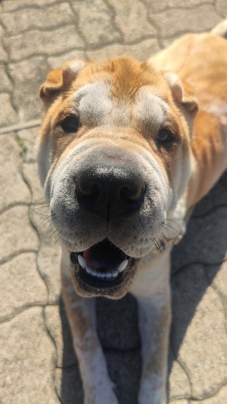 Yenka - Shar-Peï à Rixheim