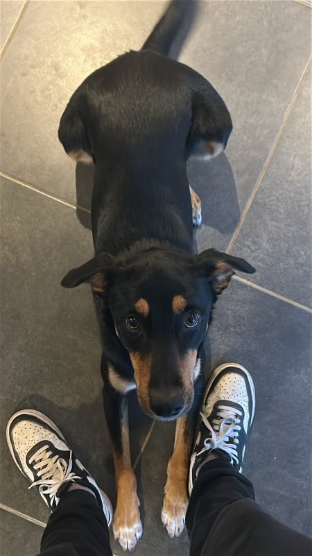 Brooklyn - Berger de Beauce (Beauceron) à Montauban