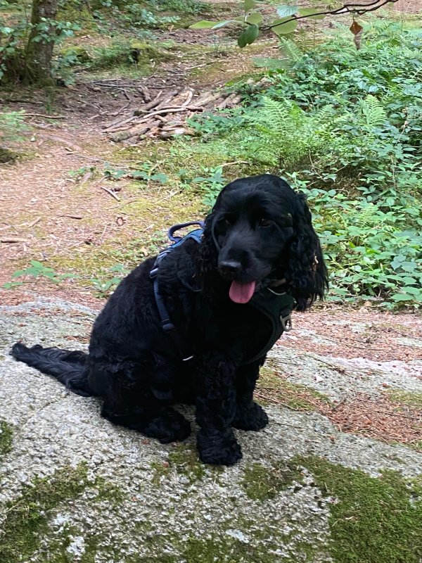 Veline - Cocker Anglais à Roanne
