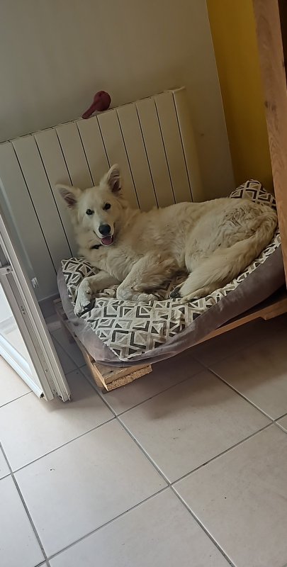 Falco - Berger Blanc Suisse à Tamerville