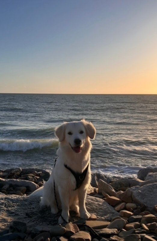 Ace - Golden Retriever à Lessay