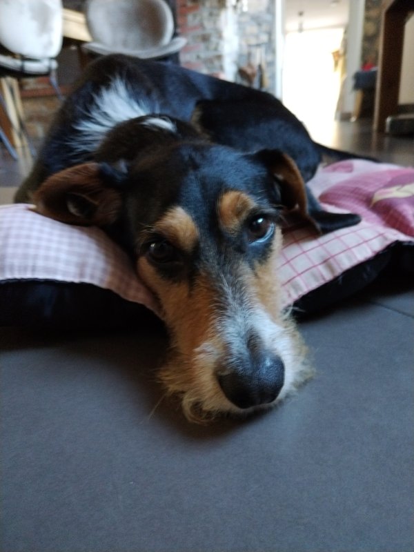 Rossi - Croisé Terrier à Breuville