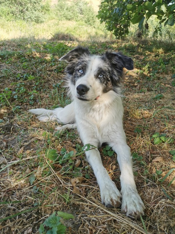 Ouna - Border Collie à Saint-Bonnet-des-Quarts
