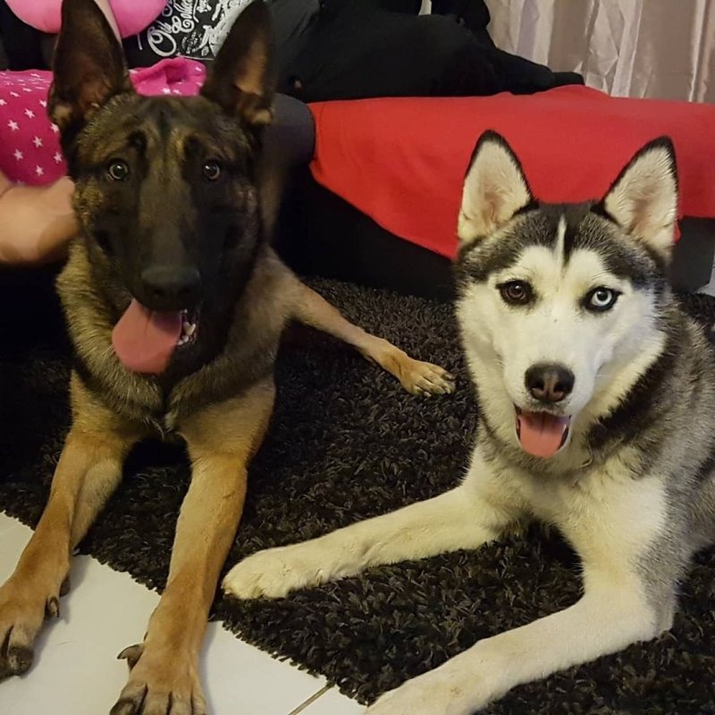 PLUTHÖN - Berger Belge Malinois à Labarthe-sur-Lèze