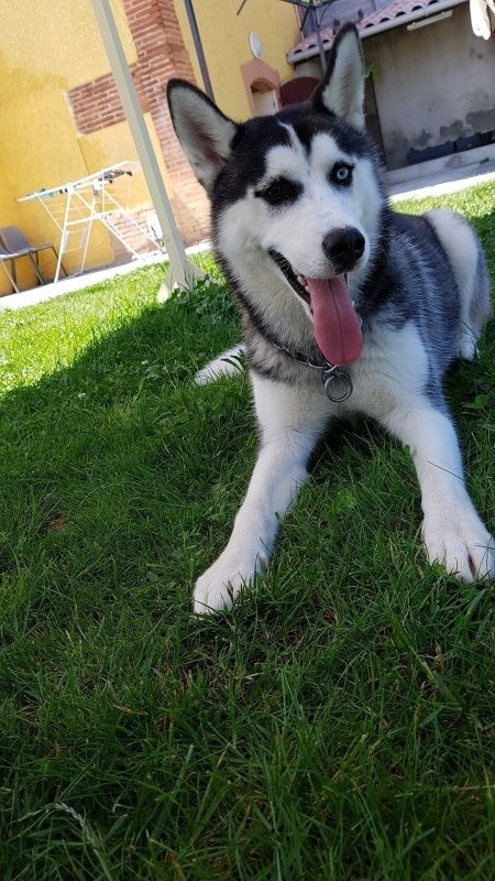 NAHYA - Husky Sibérien à Labarthe-sur-Lèze