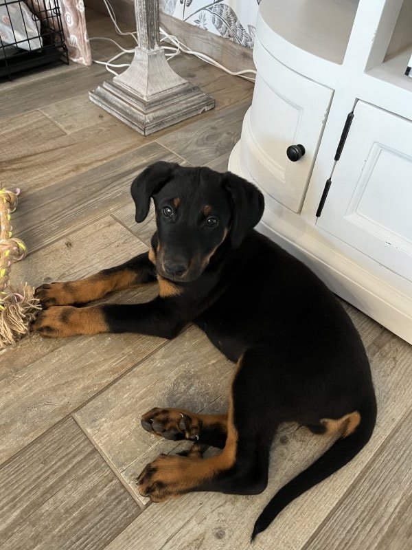 Baïla - Berger de Beauce (Beauceron) à Le Mesnil-au-Val