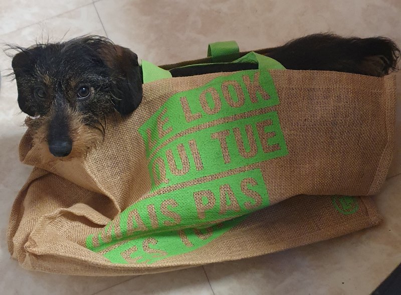 Vinny - Teckel à poil dur à Saint-Brice-sous-Forêt