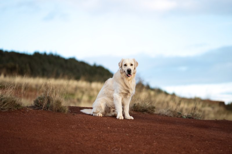 Uno - Golden Retriever à Clermont-l'Hérault