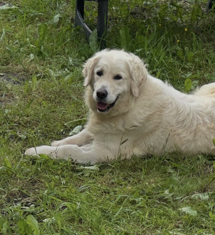 Tatoune - Golden Retriever à Clamart