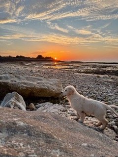 Bidule - Golden Retriever à Saint-Martin-de-Ré