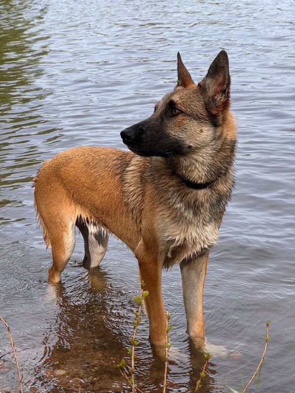 Valko - Berger Belge Malinois à Roanne
