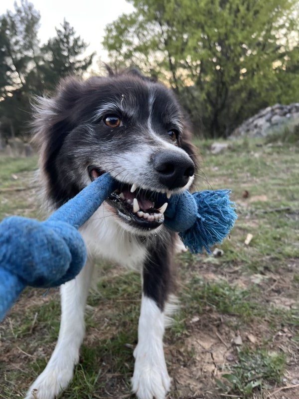 Woody - Berger Australien à Soubès