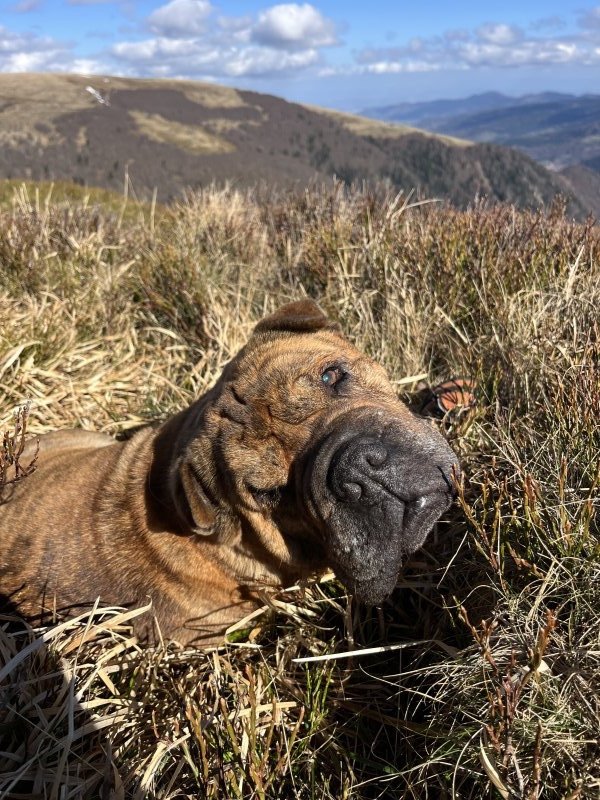 Luna - Shar-Peï à Soubès