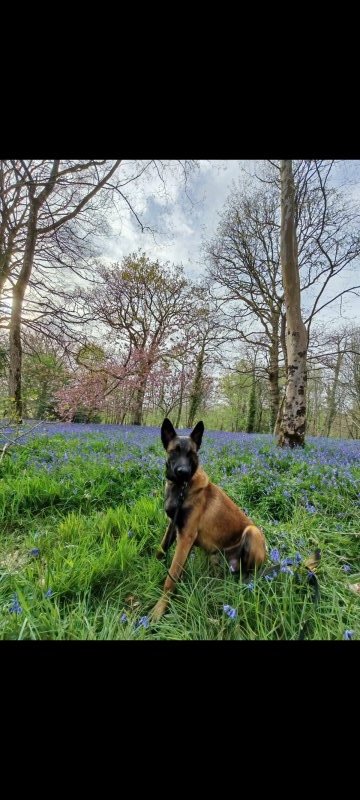 Aïko - Berger Belge Malinois à Rauville-la-Place