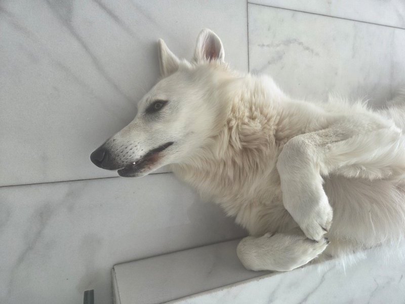 Vega - Berger Blanc Suisse à Saint-Gély-du-Fesc