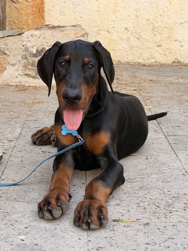 Shadow - Pinscher Allemand à Bize-Minervois