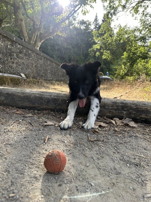 Bandit - Border Collie à Louhans