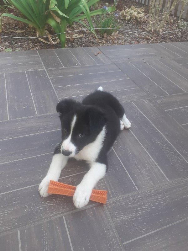 Becca - Border Collie à Frossay
