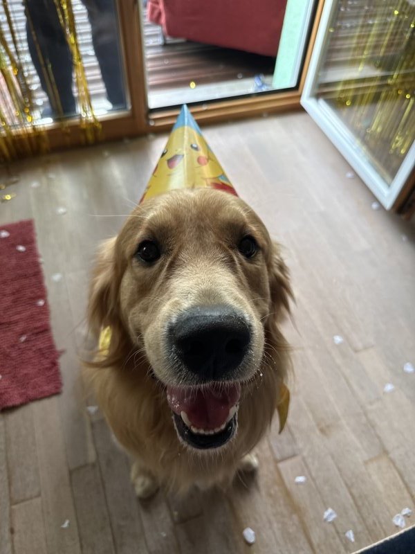 Voulzy - Golden Retriever à Village-Neuf