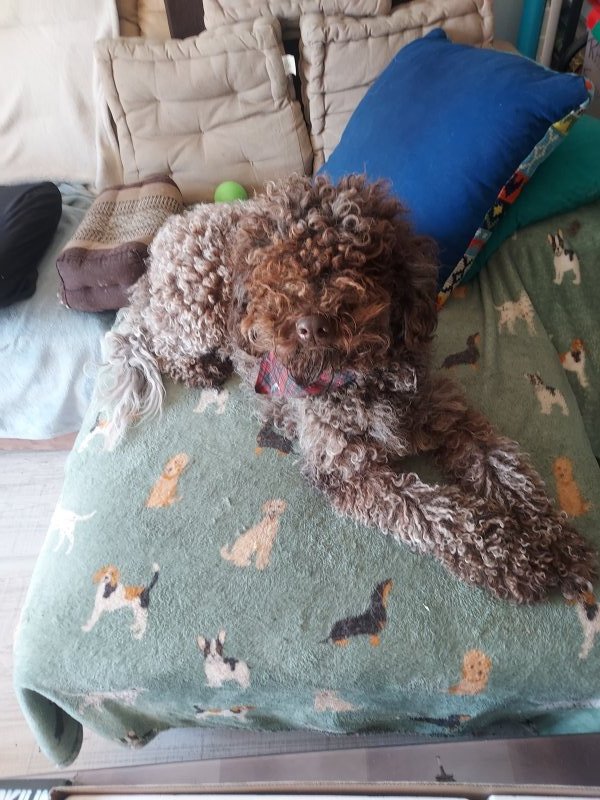 Raïko - Lagotto Romagnolo à Baâlon